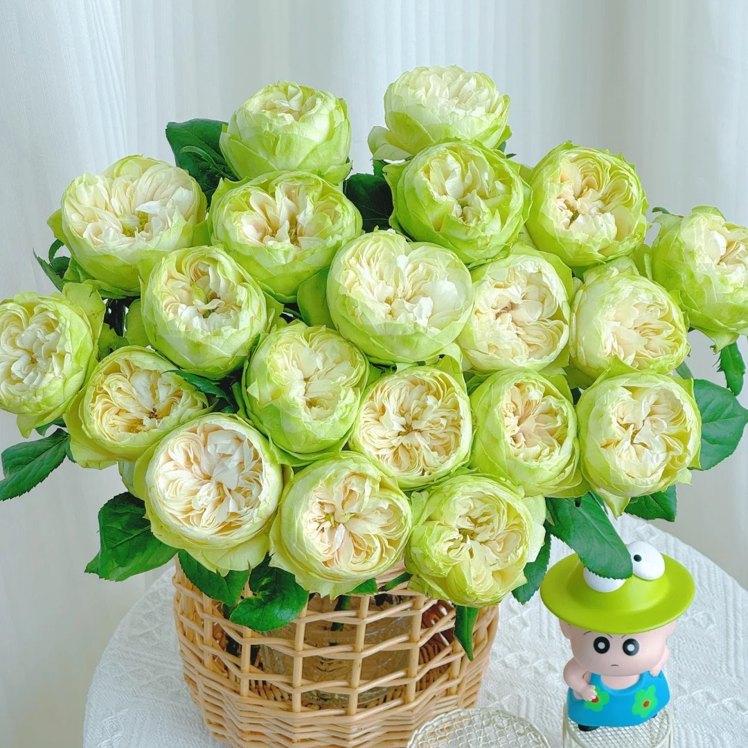 【云南鲜花】单头（ 夏雨荷） 玫瑰花 云南鲜花包邮