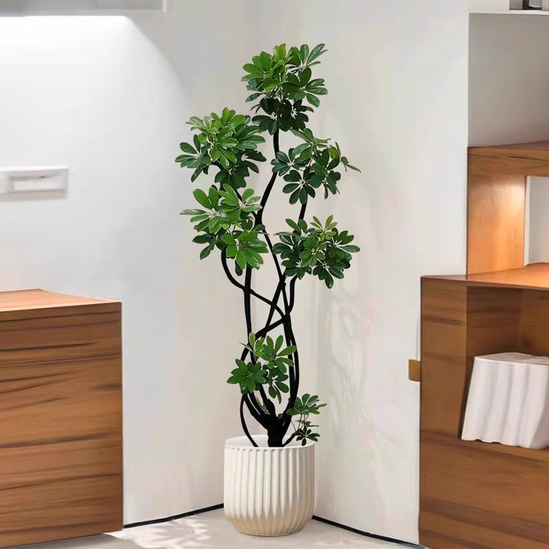 造型鸭脚木客厅大盆栽鸭掌木鹅掌柴室内绿植大型植物四季常青真花