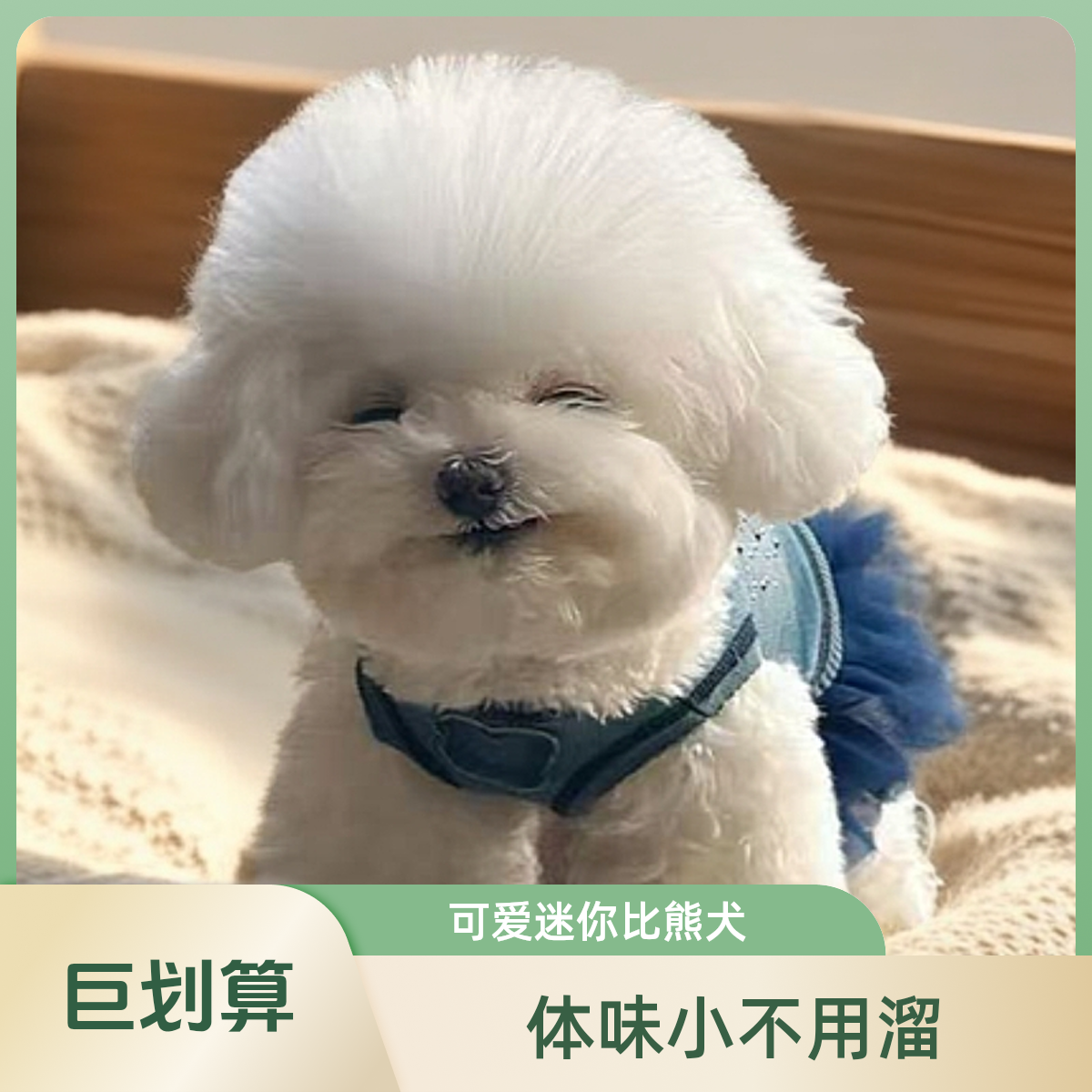 粘豆包家的狗比熊泰迪熊马尔泰