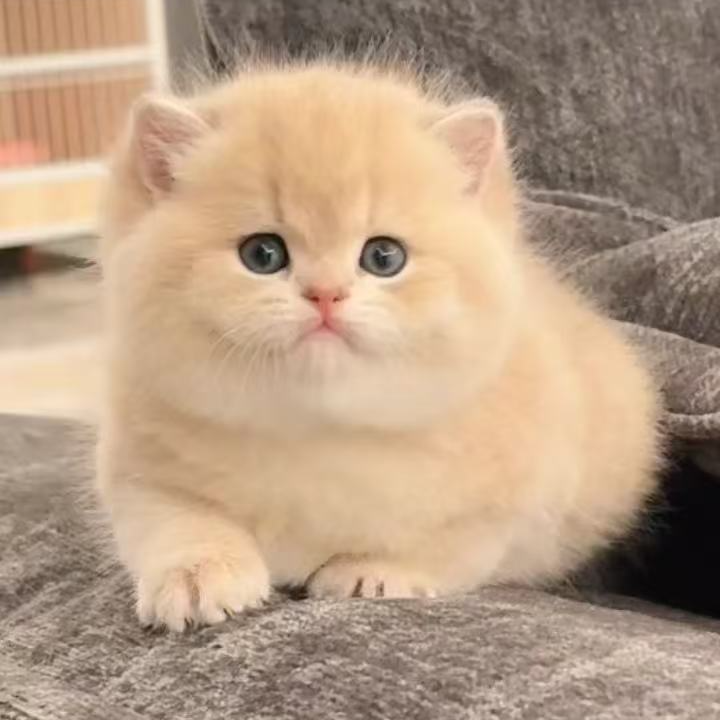 然然【全品类】金渐层缅因蓝金渐层布偶