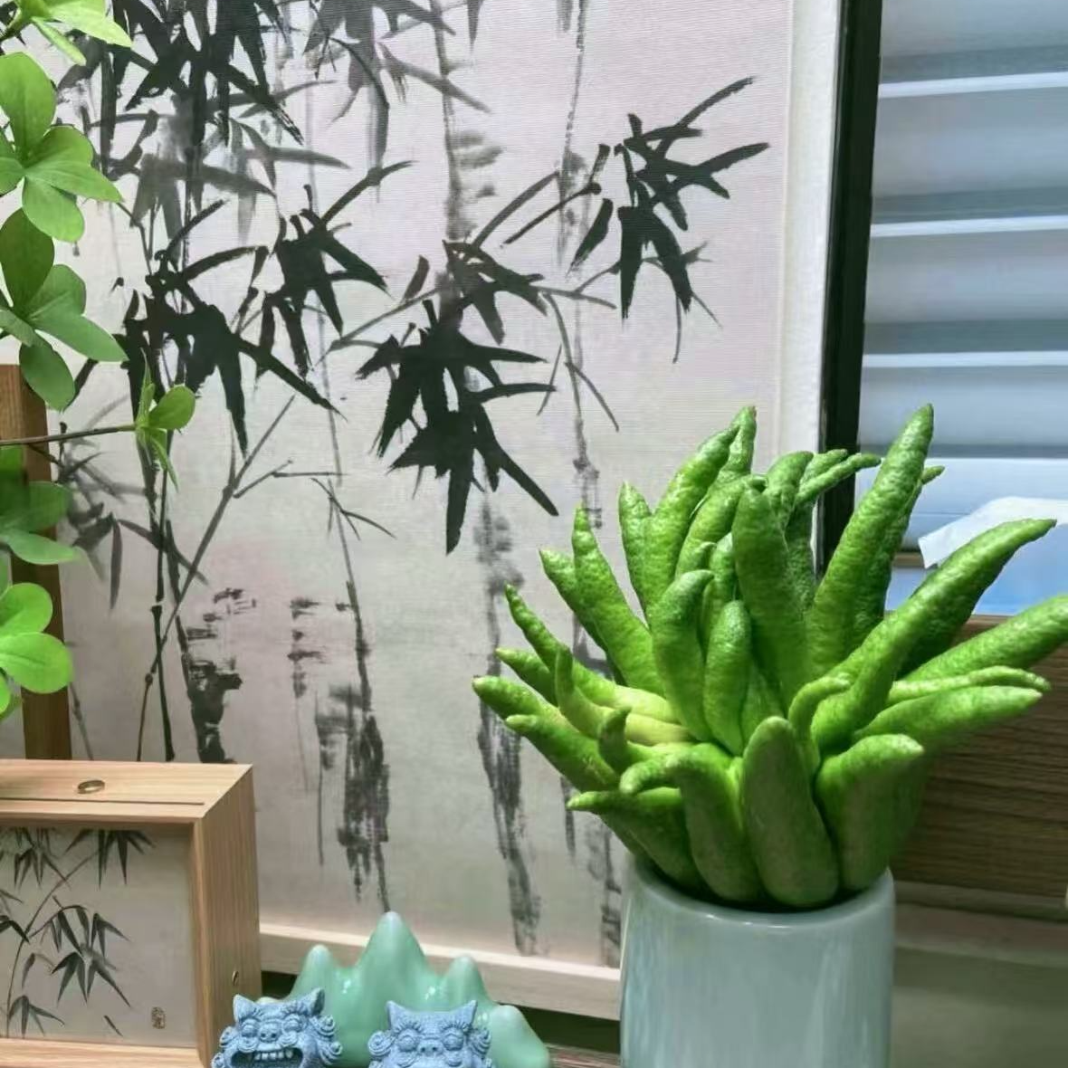 【云南高原佛手】【总重2-3斤】观赏清供闻香天然香氛 居家摆件