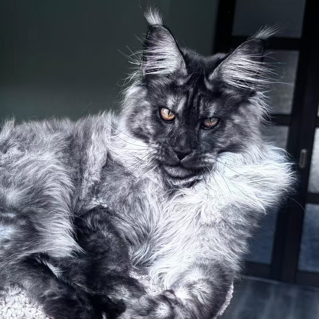 （豆姐）缅因猫三代纯俄血缅因宠物猫