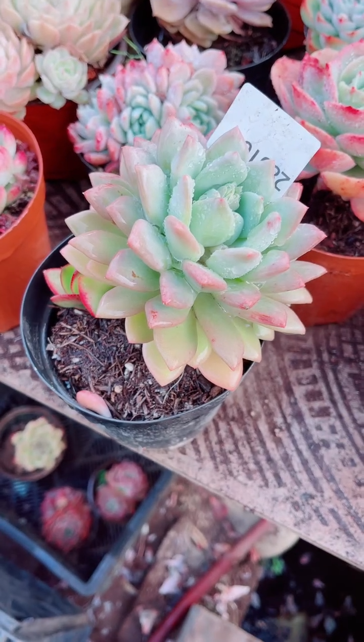 ^****^跃跃精品多肉28010