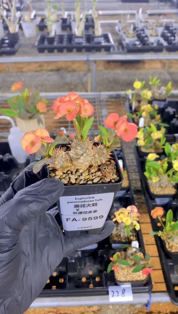 【闪购商品】美花大戟FA-9599