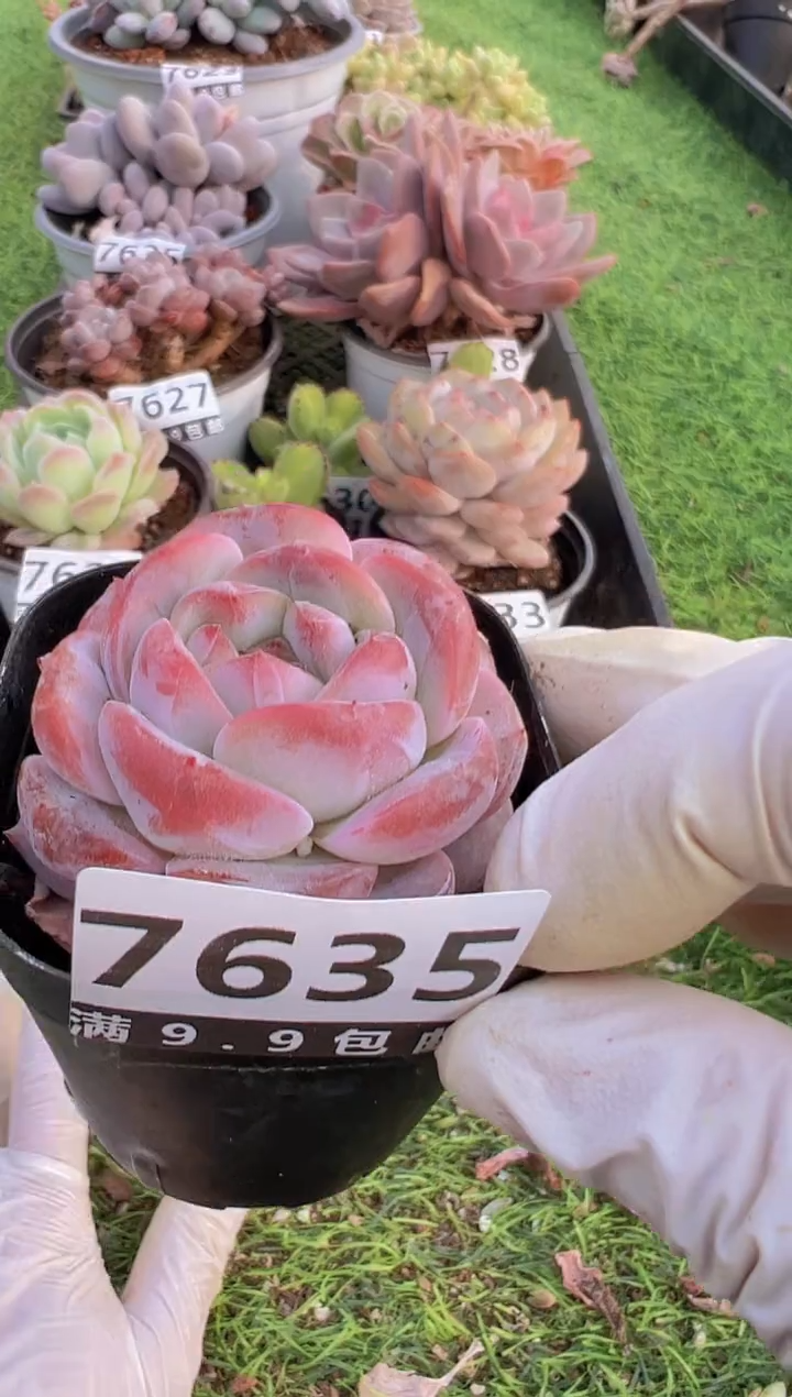 【闪购商品】信福多肉一物一拍