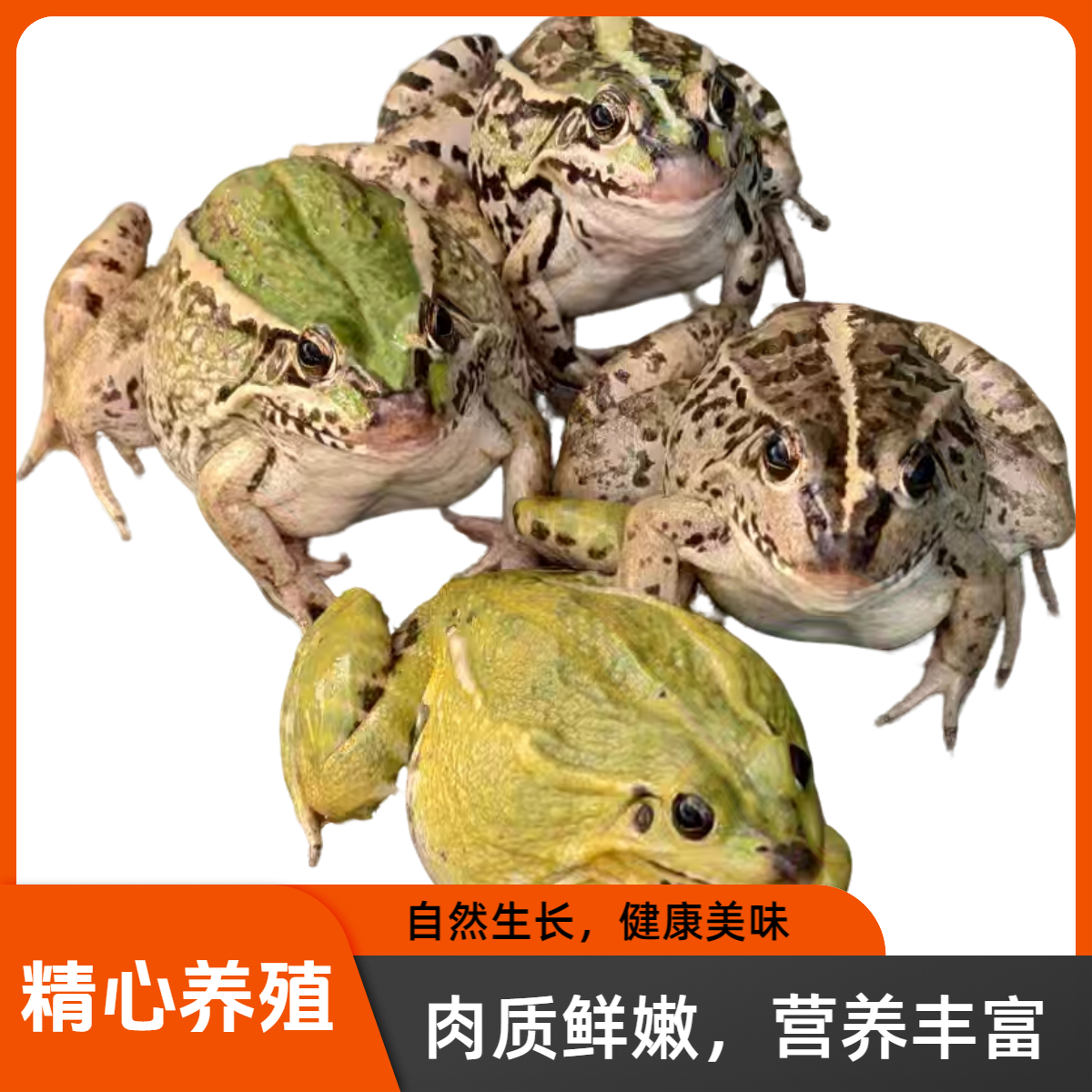 稻田养殖新鲜活蛙(特大蛙）生态散养非牛蛙发货