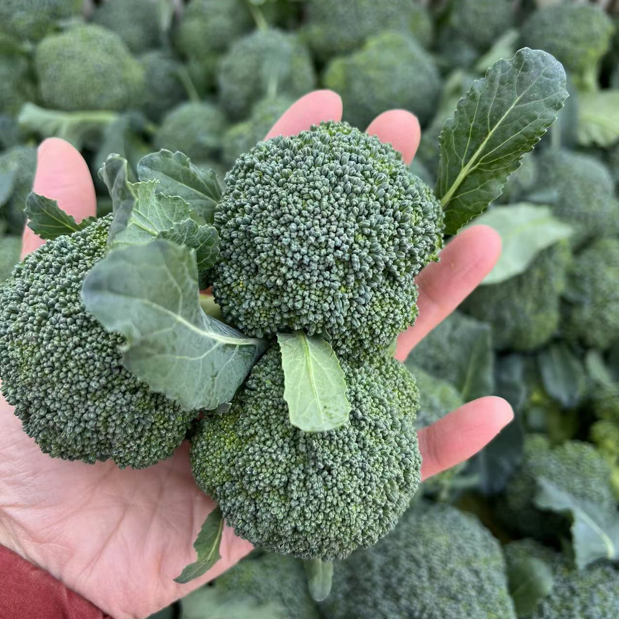 绿色食品【顺丰包邮】湖北新鲜小西兰花当季时令露天蔬菜当季新鲜