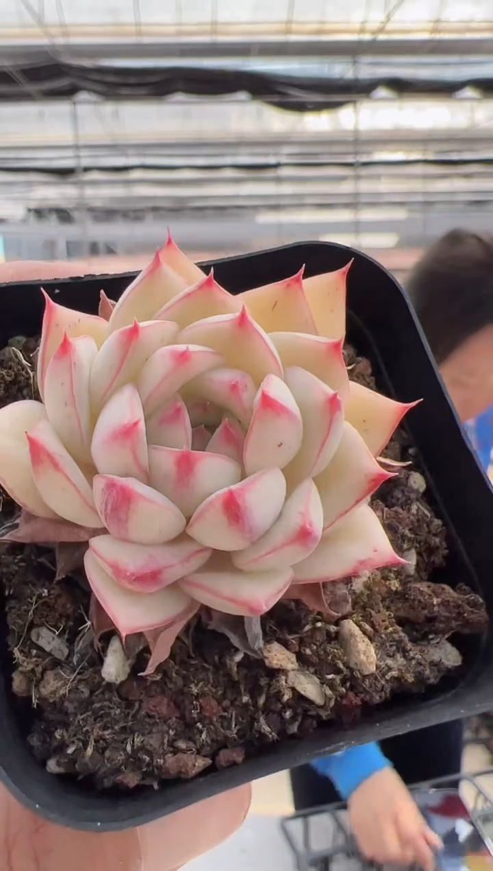 【闪购商品】童画-6