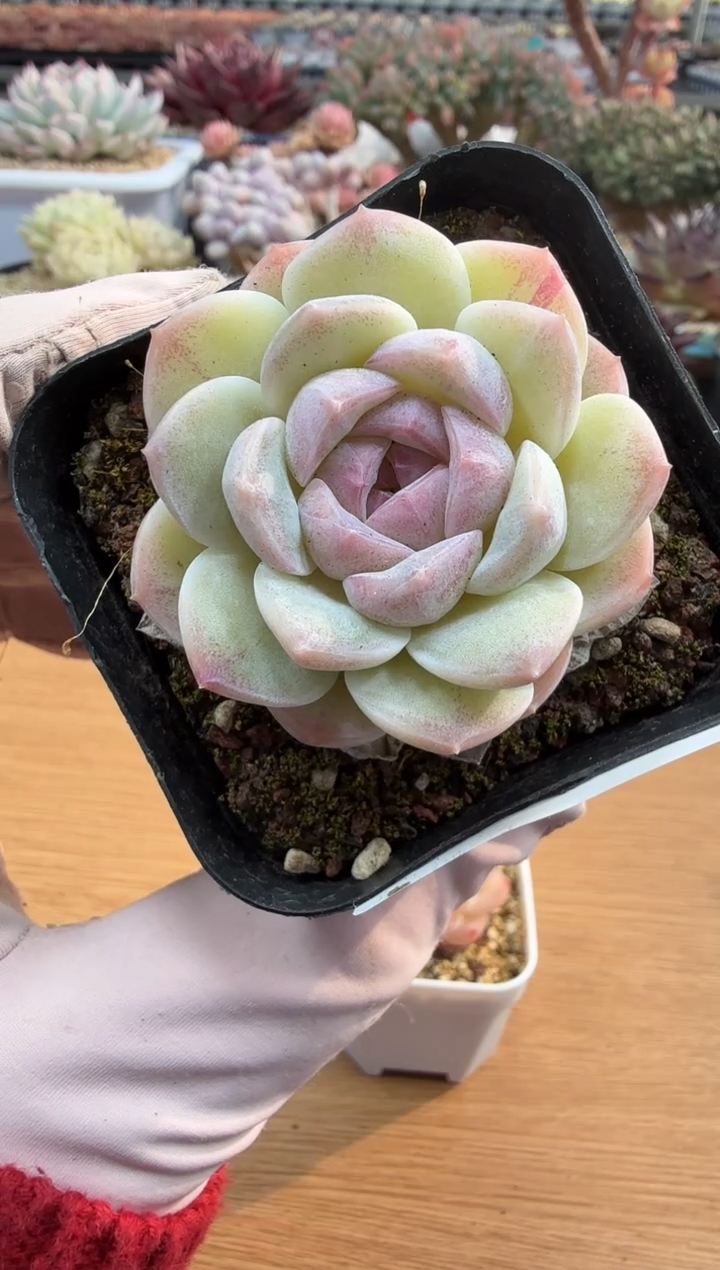 东云多肉园二店-148