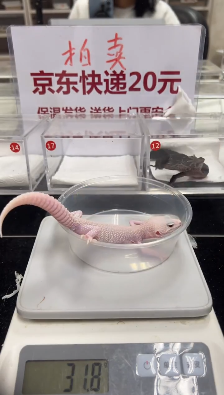 豹纹守宫000000000