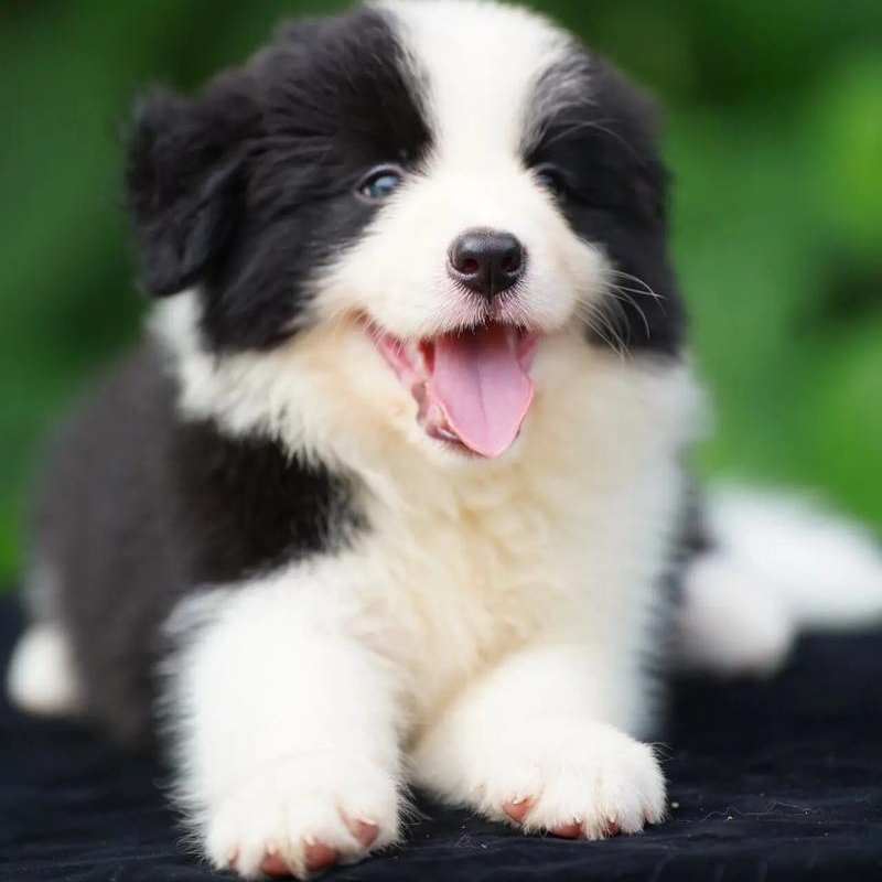 中高端精品边境牧羊犬幼犬宝宝