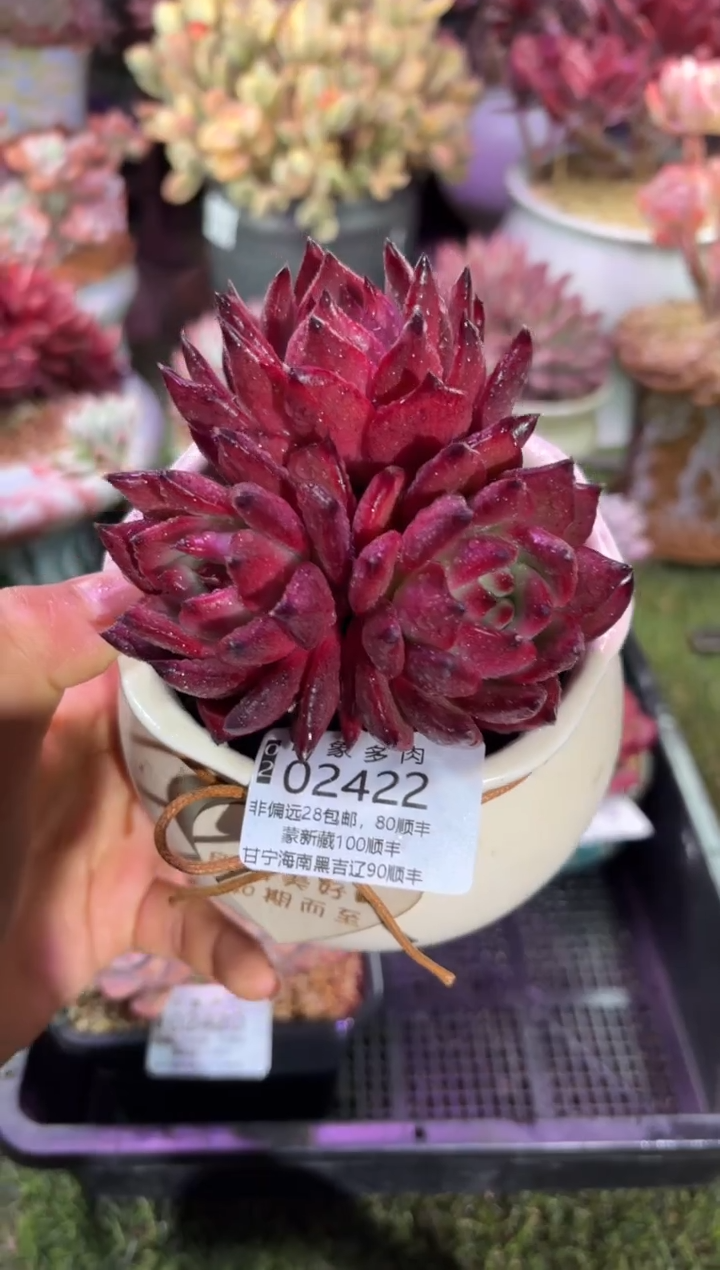 【闪购商品】02422