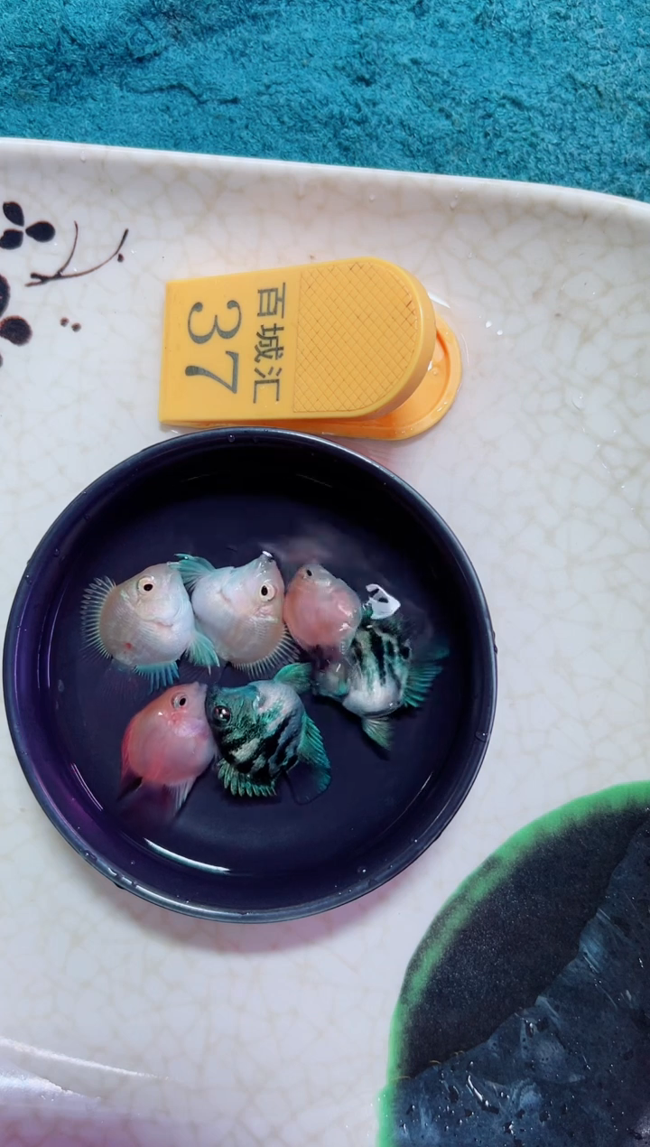 鹦鹉鱼12232121111111