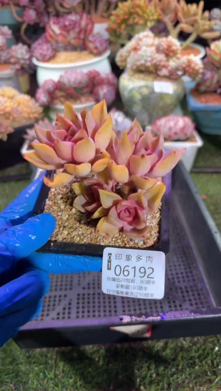 【闪购商品】06192