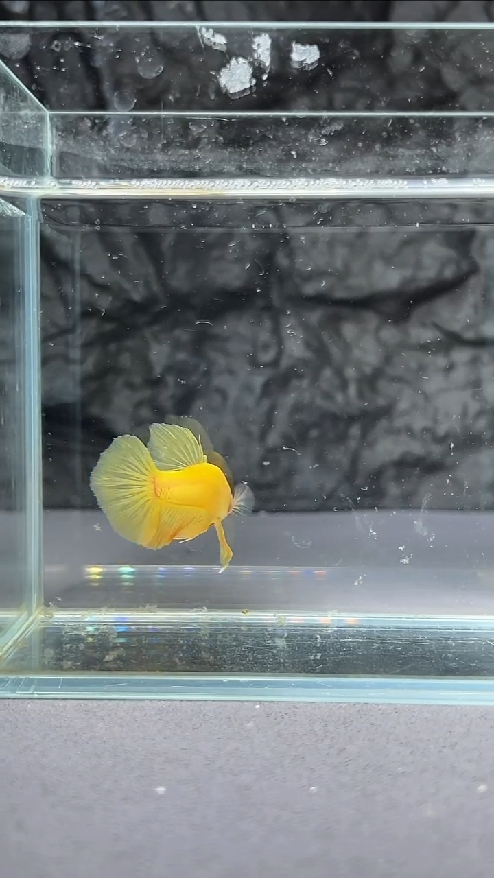 海水鱼竞拍链接A099