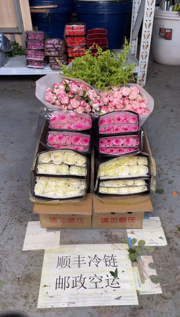 骄傲20枝+洛神20枝+折射10枝+黄莺