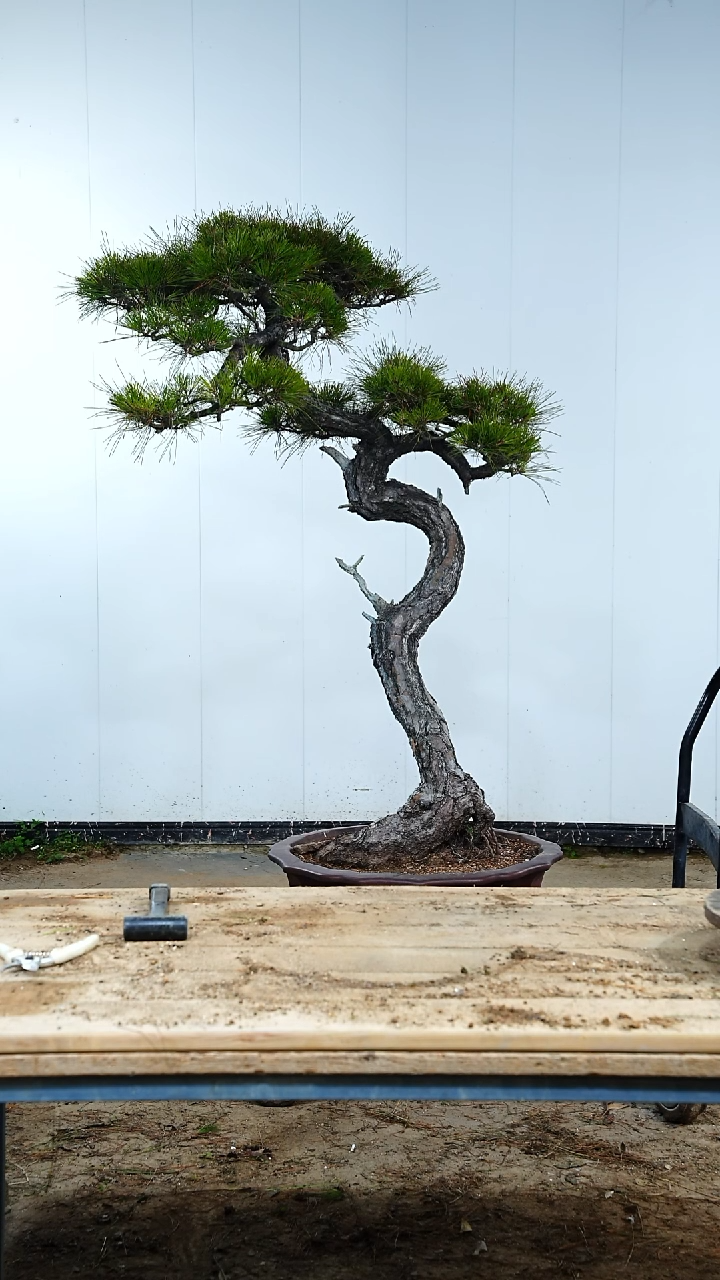 无花朵松树888888