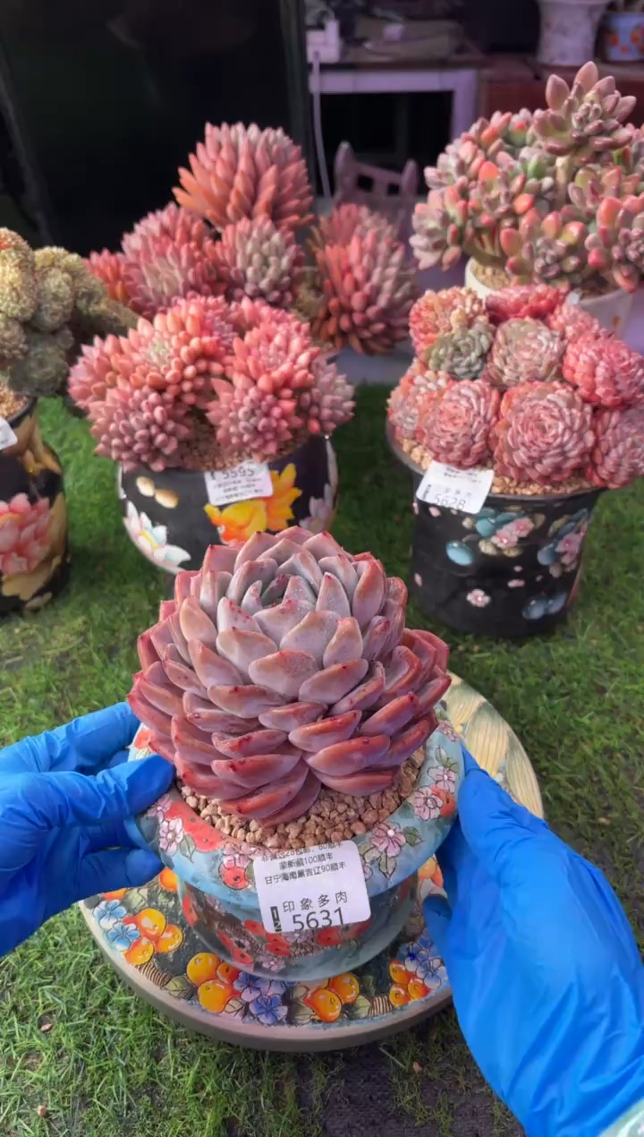 昆明印象多肉5631