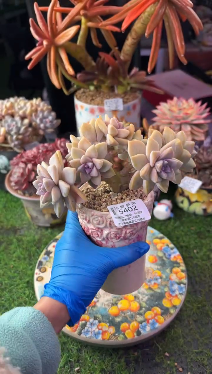昆明印象多肉5402