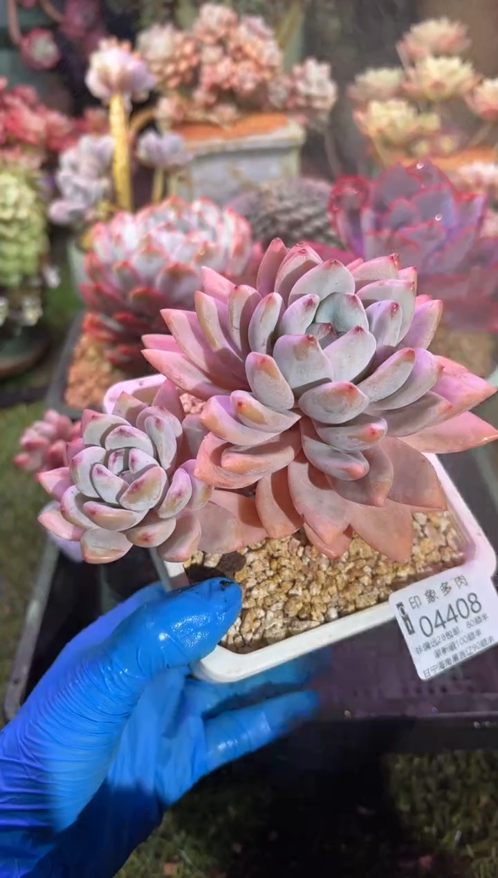 【闪购商品】04408