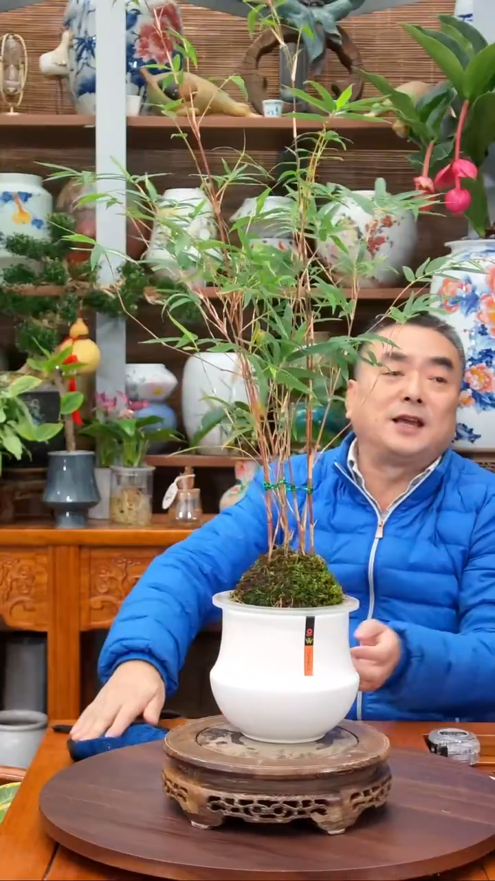 全部花苞໑****꧔水之韵水培观音竹