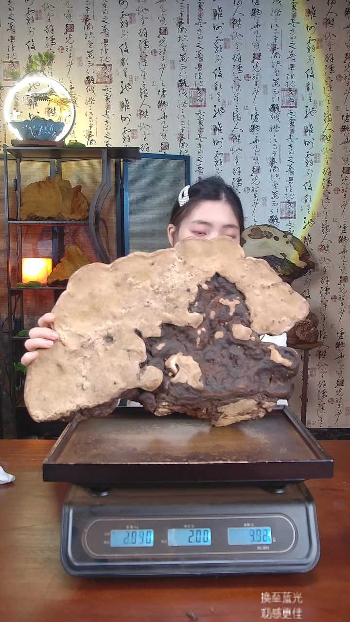 红缘拟层孔菌中国大陆【藏区 野生】红缘树舌（3.77斤）40-50年份