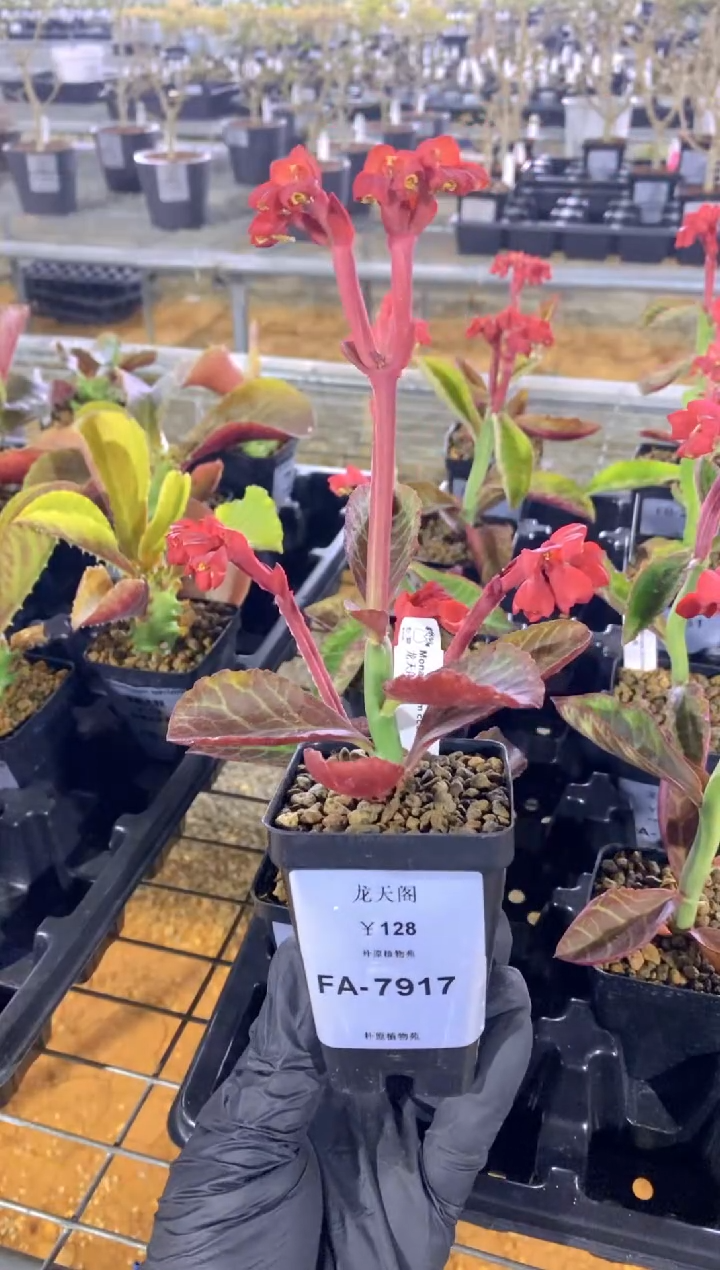 【闪购商品】龙天阁FA-7917