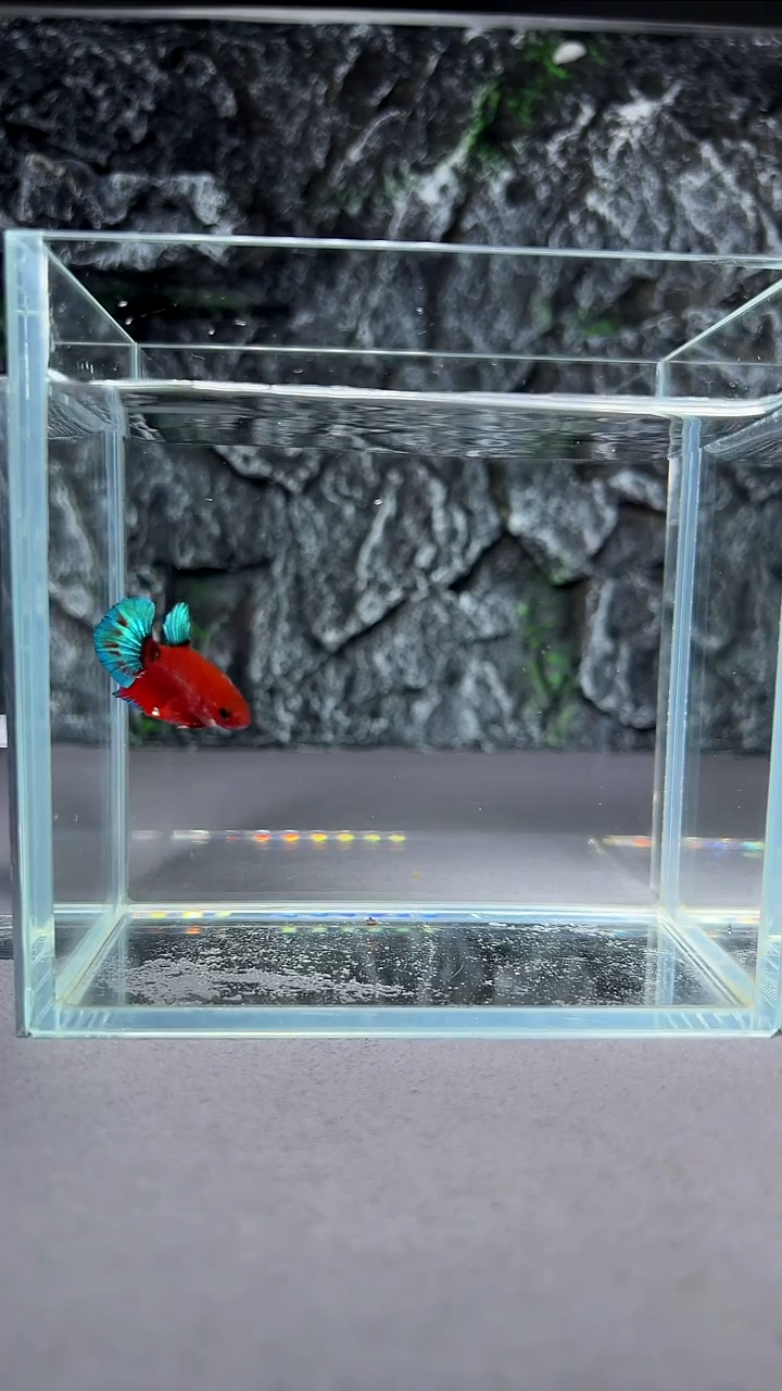 斗鱼竞拍链接A024