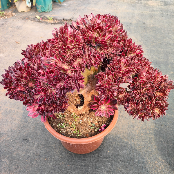 大号粉女巫缀化 新手必拍 好看好养 多肉植物云南发货