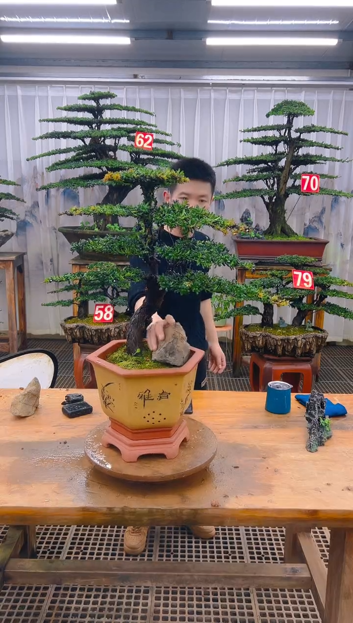 无花朵精品盆景直播间一物一拍