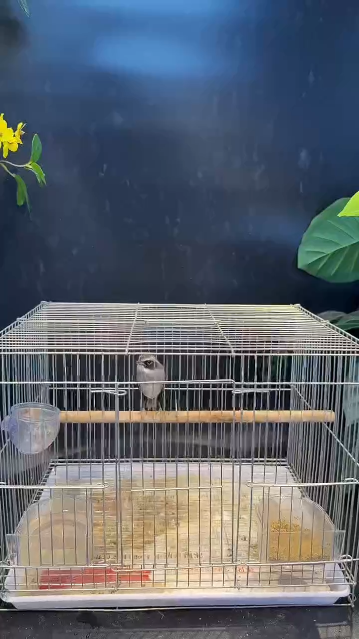 44号  灰林即养笼  0元起拍