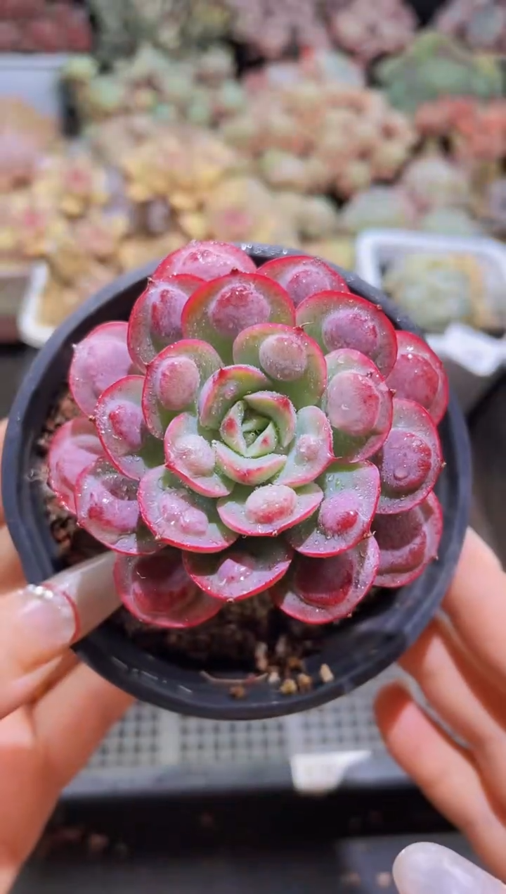 【闪购商品】106雨滴