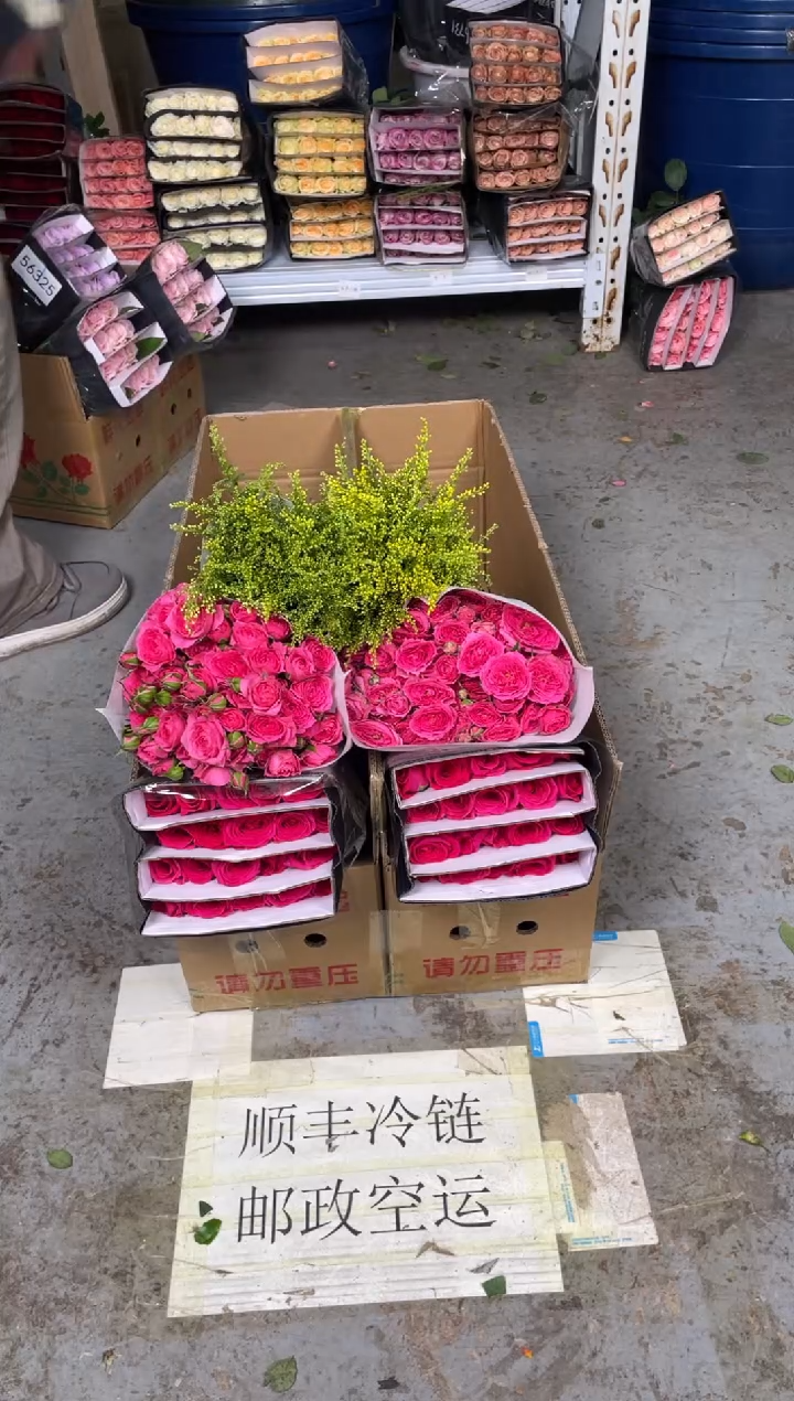 佛洛依德20枝+苏菲10枝+黄莺
