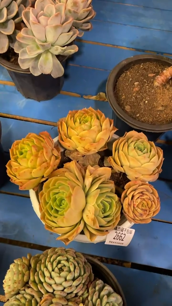 【闪购商品】2662桃花坞