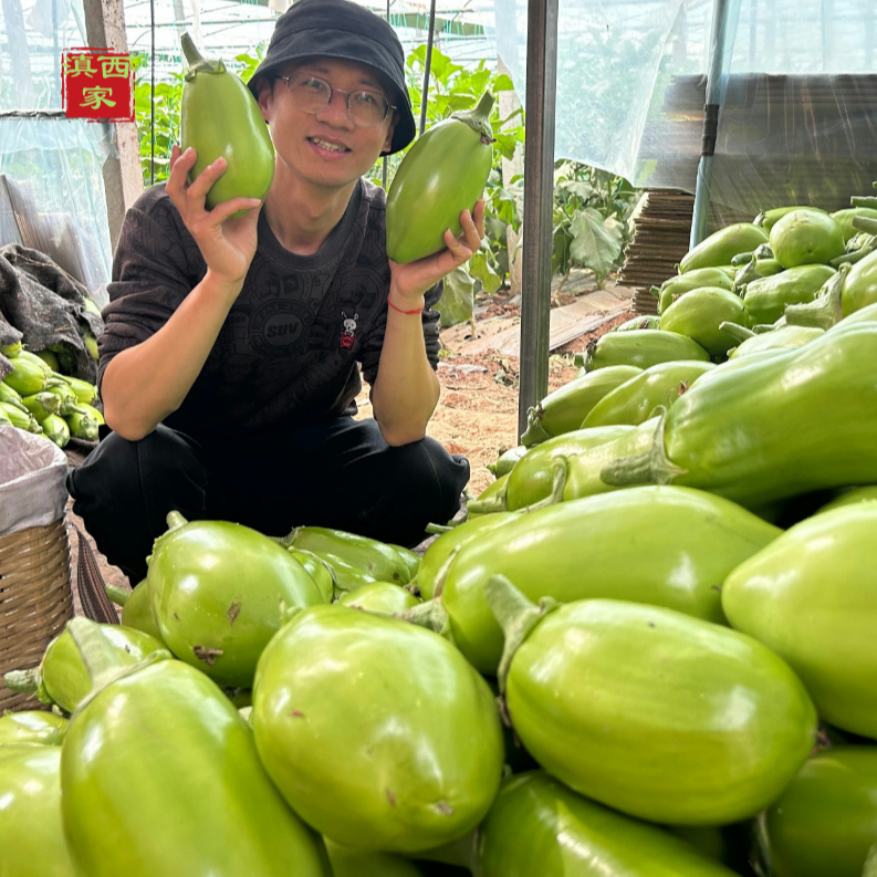 【纸箱包装】云南高原大青茄生熟两吃孕妇小孩放心吃5斤包邮