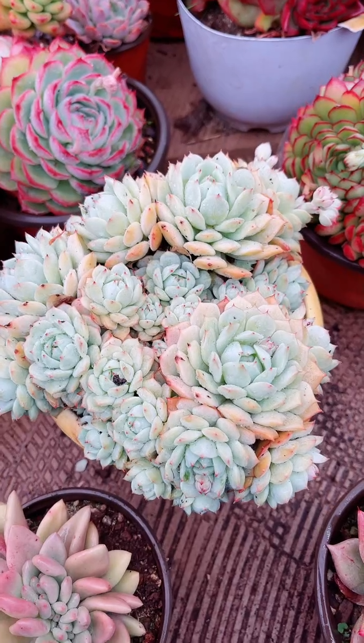 【闪购商品】04266