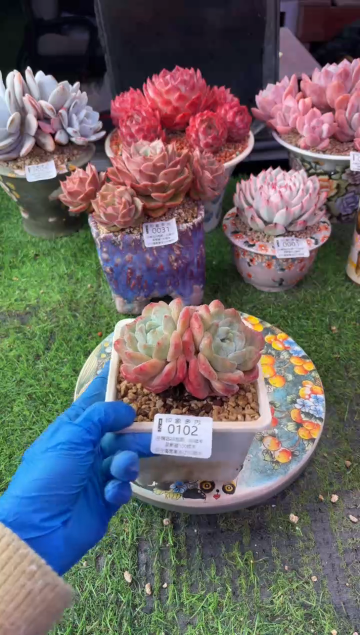 昆明印象多肉0102