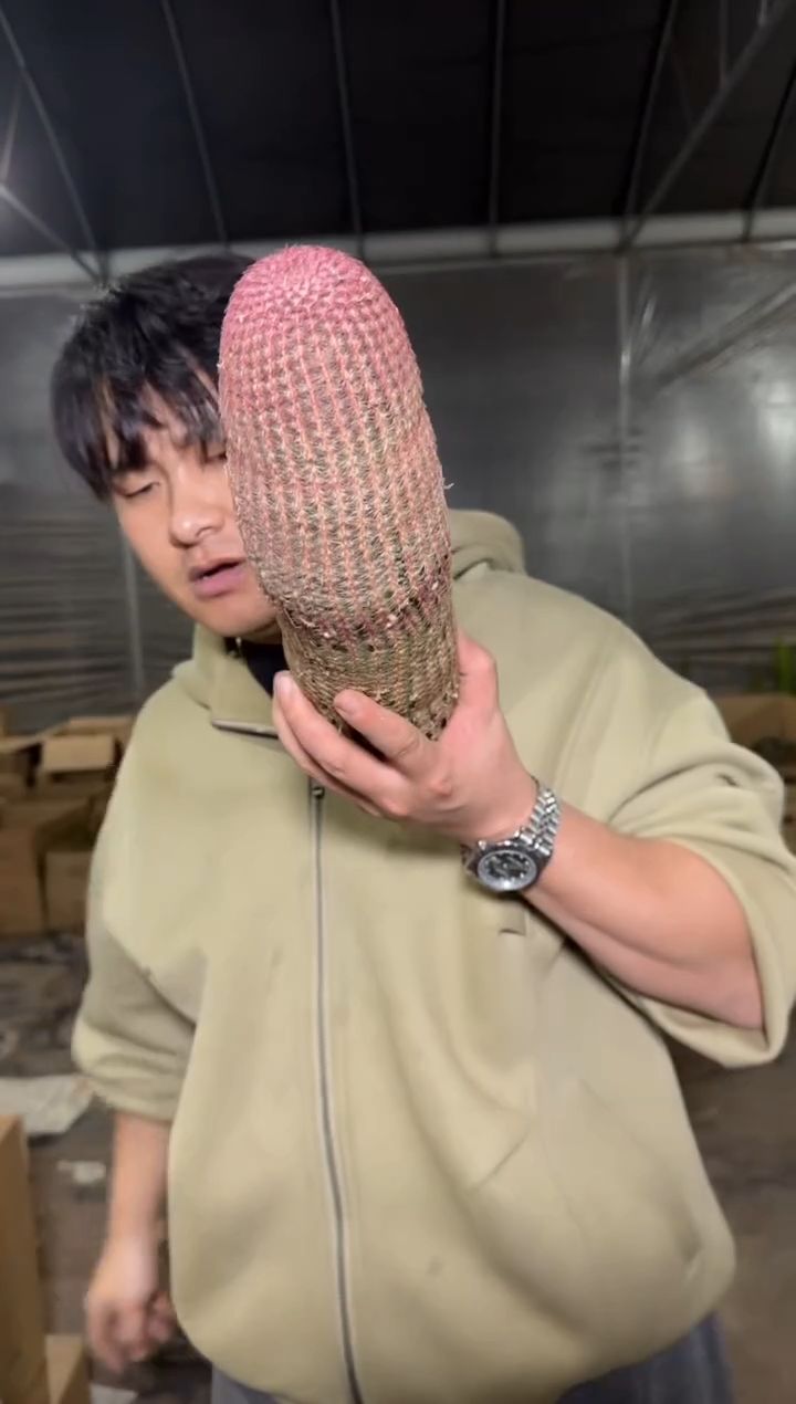 高20cm+ 大单头 红太阳【带根】