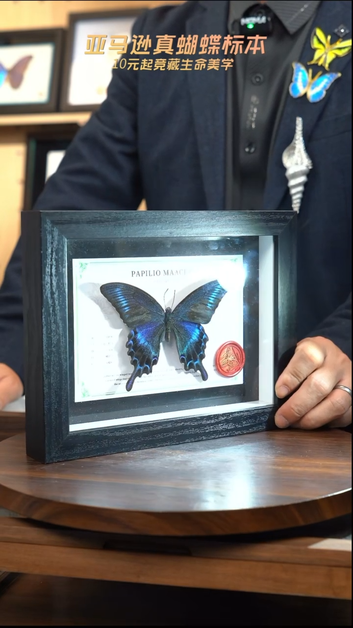 绿带翠凤蝶夏型8寸黑框国风版