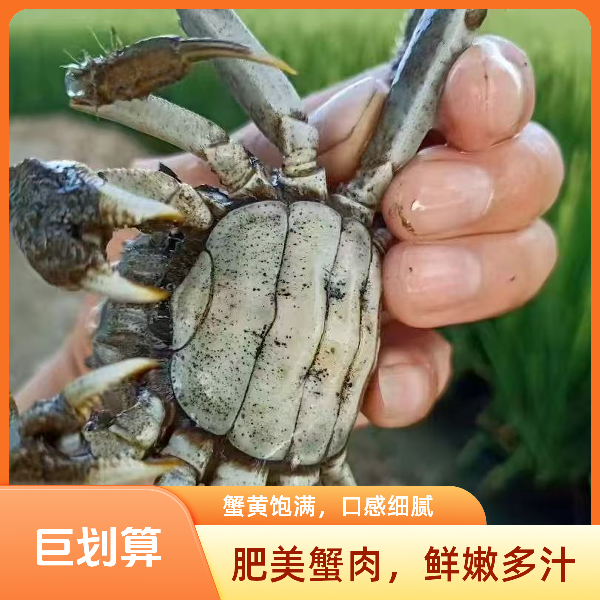 【活蟹】盘锦河蟹稻田蟹盘锦全母0.8-1/两20+5只25只左右2斤装京东包邮海鲜水产代