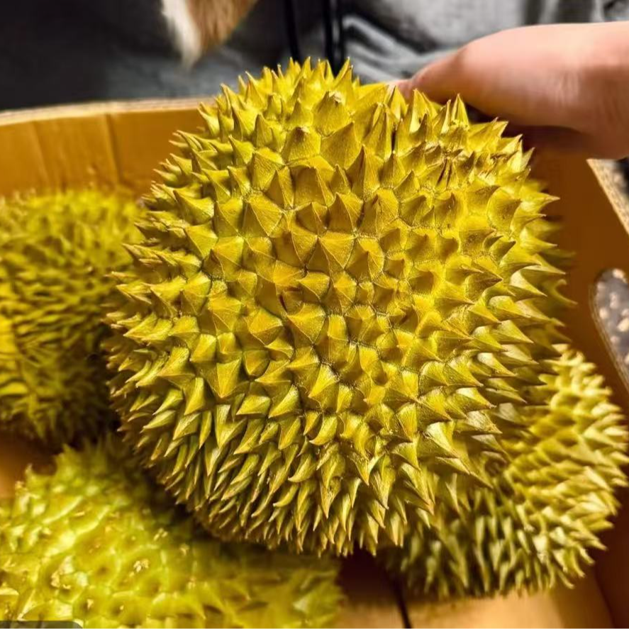 大喜【顺丰次日到】泰国进口自然树熟金枕鲜榴莲甄选香甜顺丰空运包邮8-9斤核小干包黄肉新鲜金枕金枕泰国东部