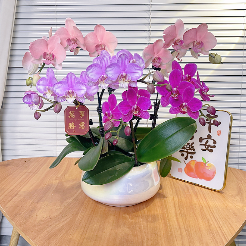 【艺术拼盆-蝴蝶兰】QX高端鲜花 定制款 易养花期长 送礼 家居摆件