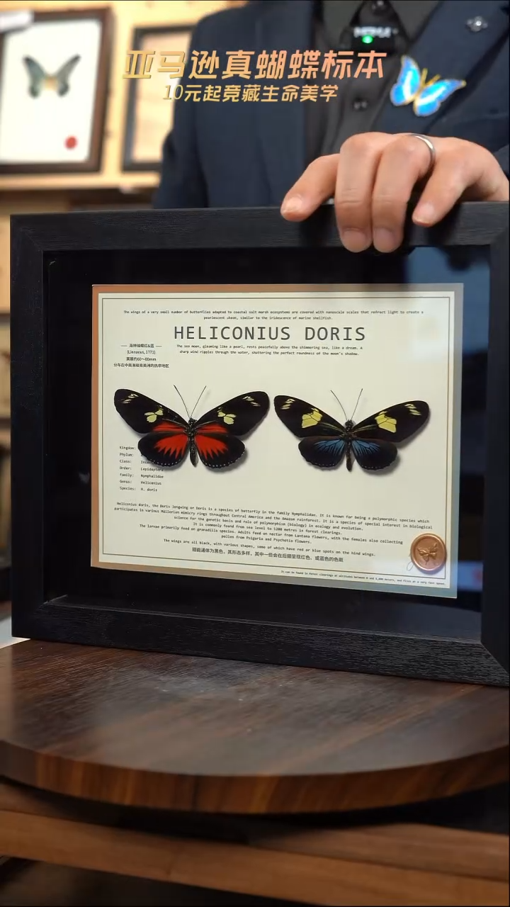 海神袖红蓝一对10寸横框