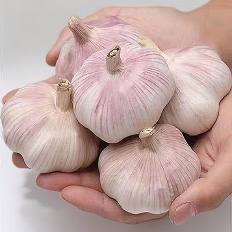 【干大蒜】2025新晒紫白皮干蒜农家大蒜头干大蒜大个头紫白皮足干蒜