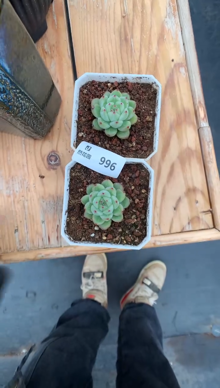 【闪购商品】996雪花珍妮两棵