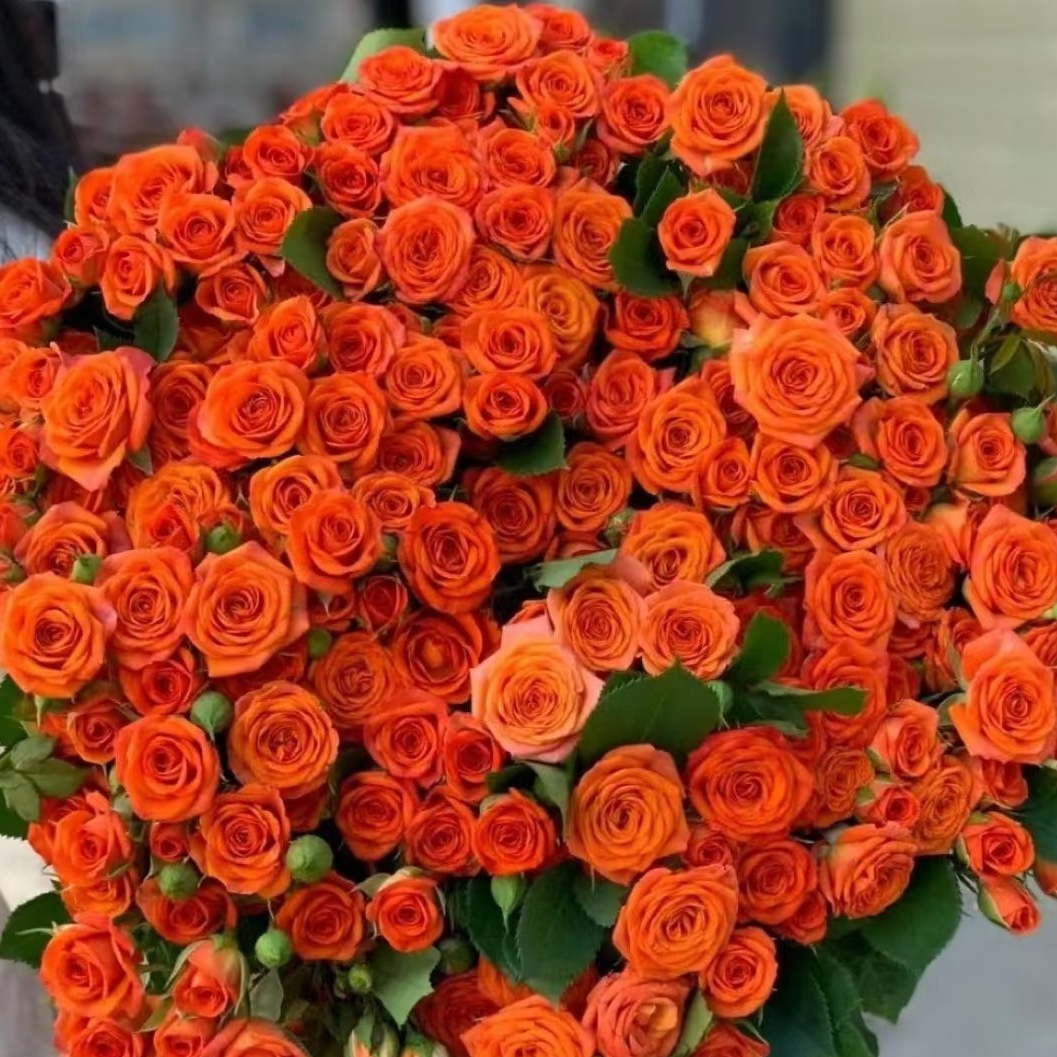 x【橙色芭比】同地址两单以上顺丰/德邦+送保鲜剂