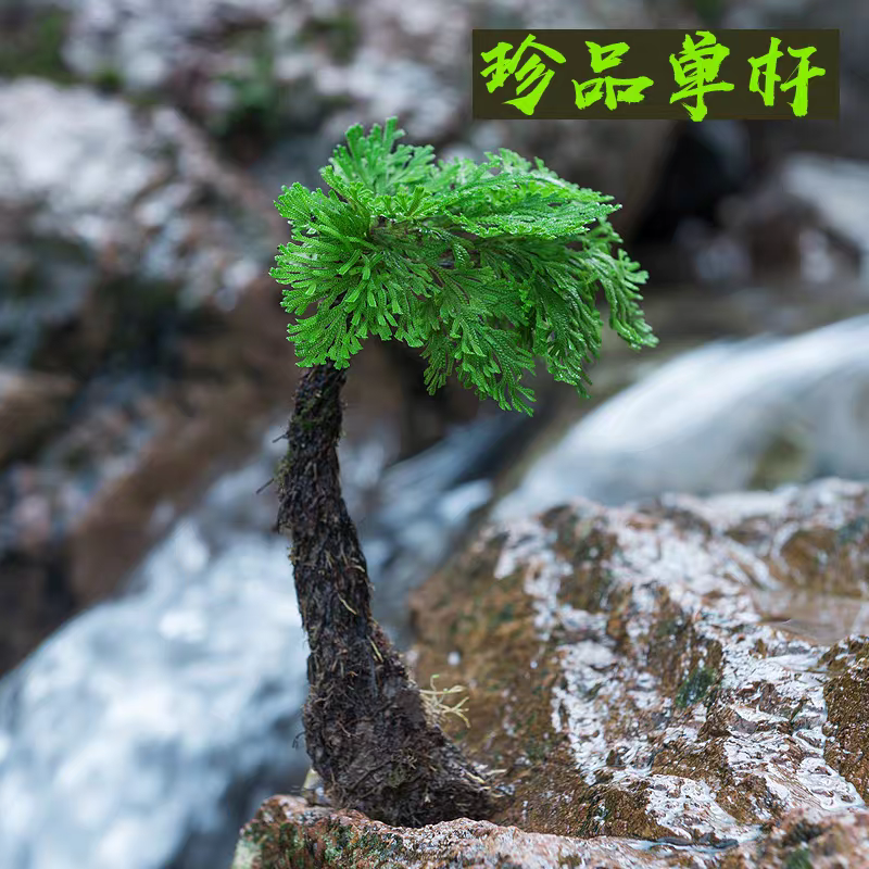 卷柏长生草观赏绿植可用于假山造景室内外盆景盆栽