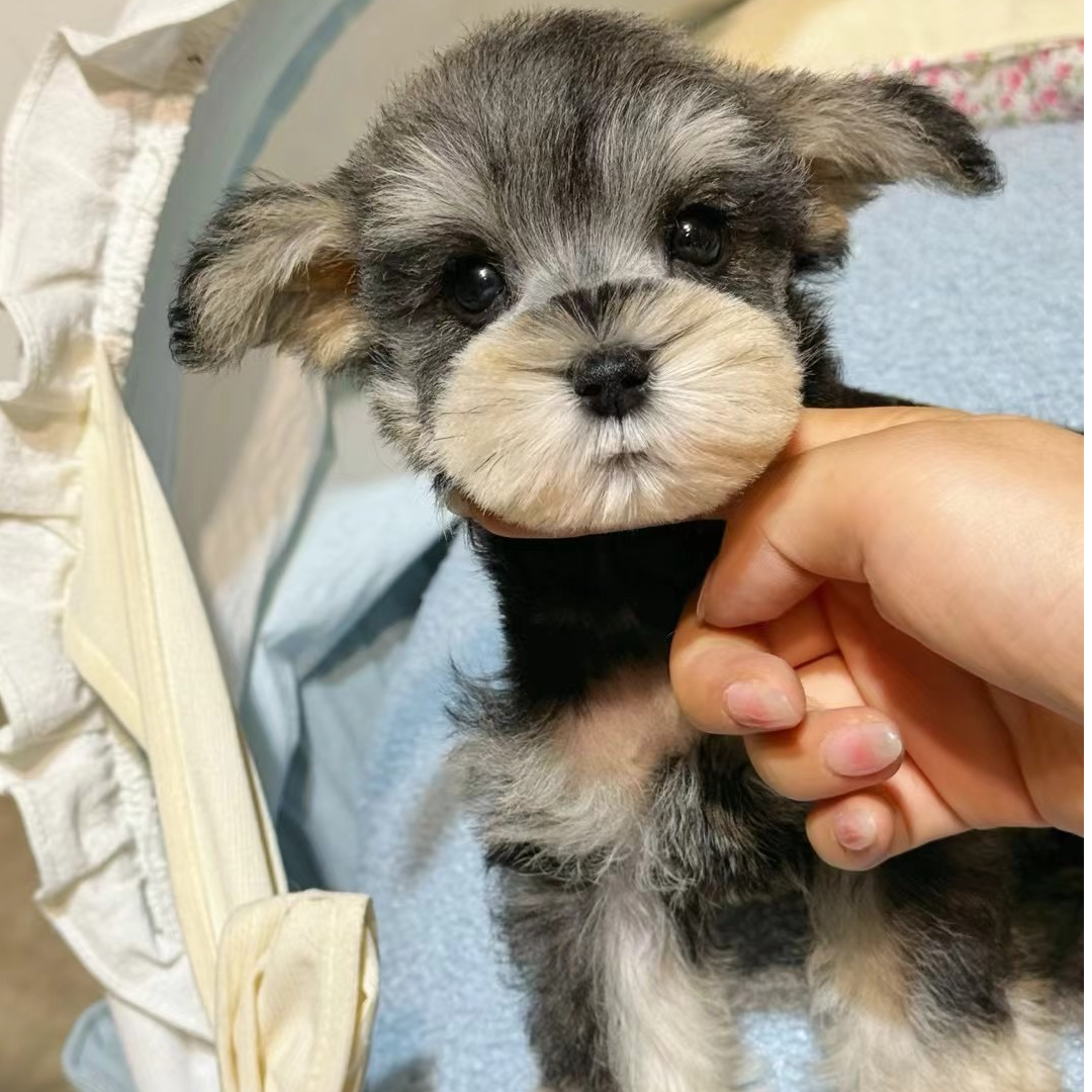 [有伴宠物家]T狗狗活体