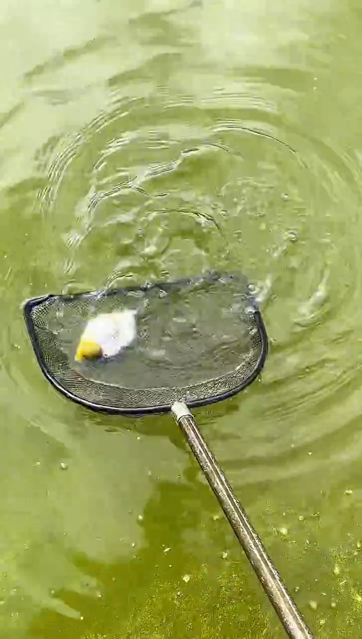 金鱼徐*_水娃娃观赏鱼兰寿金鱼  不包邮