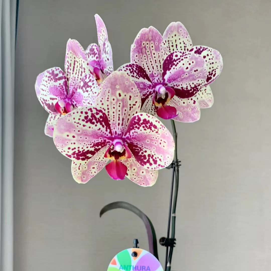 开花株-双剑《佛龙特拉》3.5杯蝴蝶兰